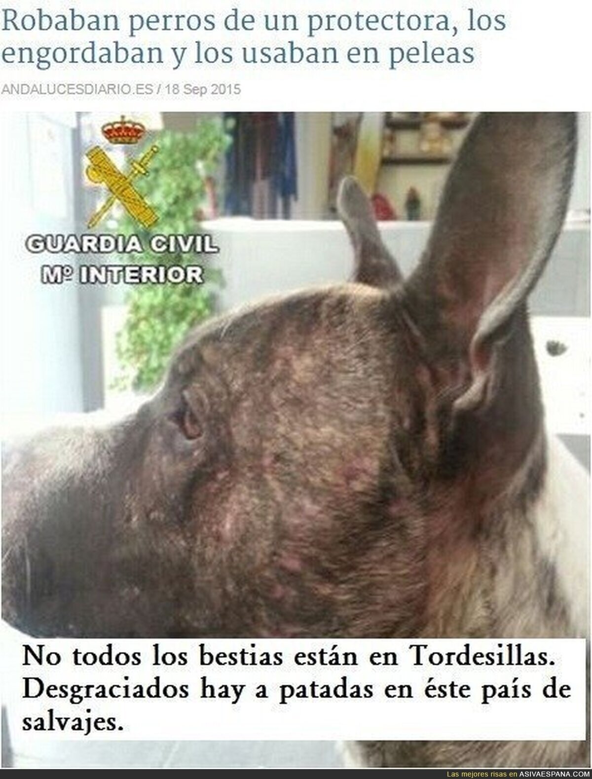 Robados para pelear