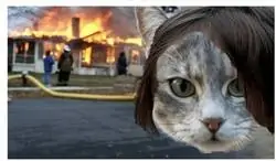 El peligro de los gatos