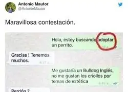 Gran respuesta a una persona buscando una raza en concreto para adoptar