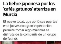 La due&ntilde;a del caf&eacute; de gatos