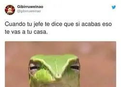 No me f&iacute;o un pelo, por @gibirruweinao