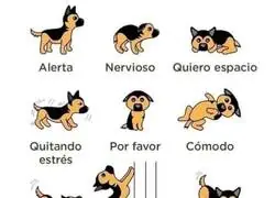 D&iacute;selo con perritos