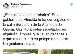La acci&oacute;n criminal del gobierno de Jos&eacute; Luis Mart&iacute;nez Almeida contra estos &aacute;rboles