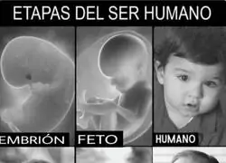 Las etapas de la vida