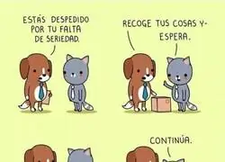 La prioridad de un gato