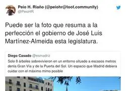 No hay piedad con los &aacute;rboles en Madrid