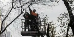 La brutal diferencia de &aacute;rboles talados entre Jos&eacute; Luis Mart&iacute;nez Almeida y Manuela Carmena