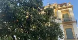 Un sevillano trolea a una estadounidense que iba de turismo con este naranjo