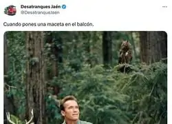 Cuando pones una maceta en el balc&oacute;n, por @DesatranqueJaen