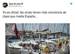 Las orcas se mueven por la gente