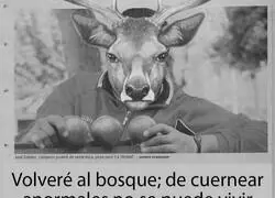 El ciervo vuelve a su vida normal