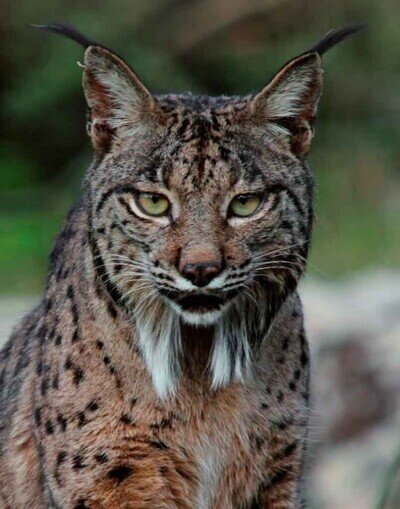 5 animales en peligro de extinción que habitan nuestro país