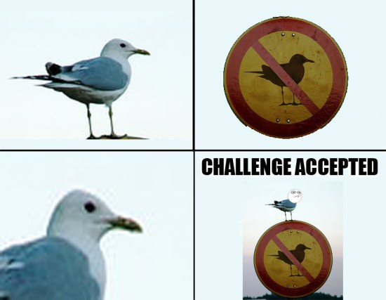 Challenge_accepted - No se permiten pájaros