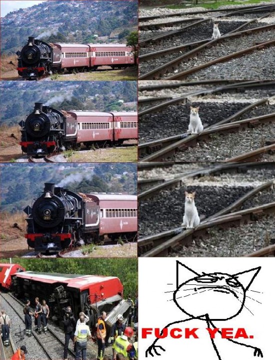 gato,tren