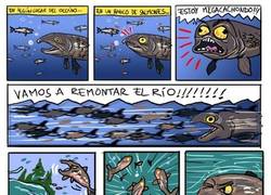 Enlace a Reproducción del salmón