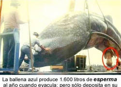Enlace a Esperma de ballena