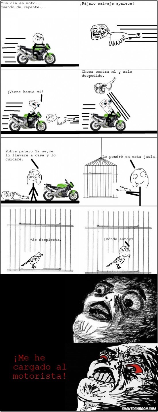 accidente,cárcel,jaula,pájaro
