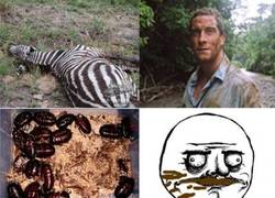 Enlace a Bear Grylls, tiene otro concepto de la comida