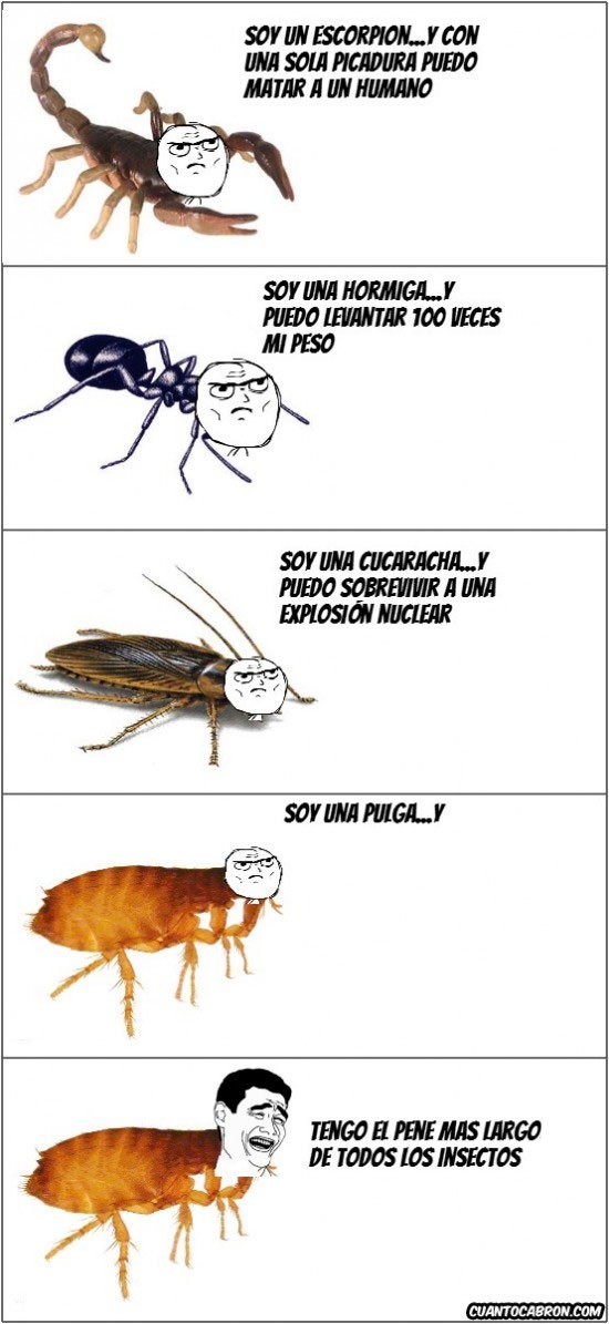 cucaracha,escorpion,hormiga,humano,insectos,picadura,pulga