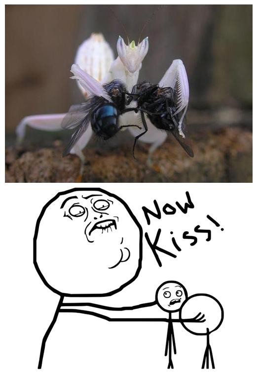 bichos,insectos,kiss,mantis,moscas,now kiss
