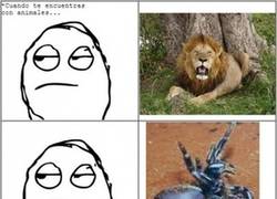 Enlace a Abejas asesinas