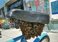 Enlace a Abejas en el sillín