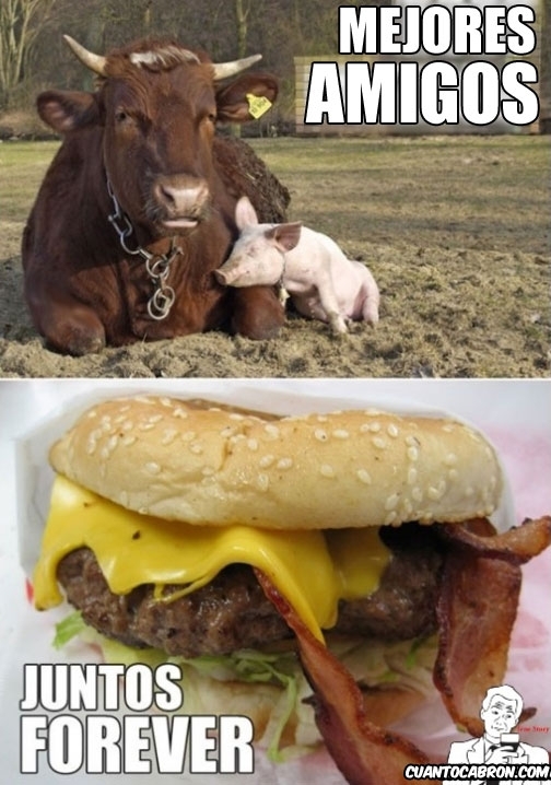 amigos,cerdo,hamburguesa,humor negro,true story,vaca