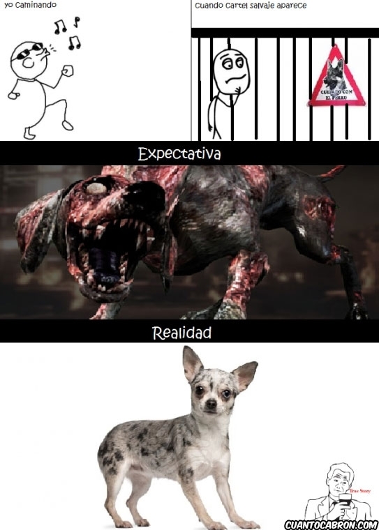 chihuahua,expectativa,perro,perro zombie,realidad,true story