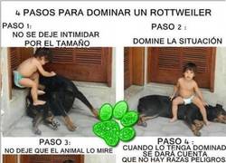 Enlace a Una cosa es intentar dominar y otra putear al pobre perro...