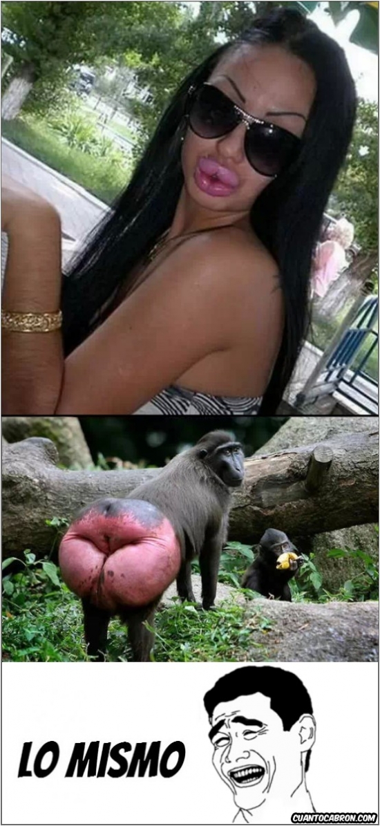 animal,culo de mono,labios,lo mismo,mandril,mujer