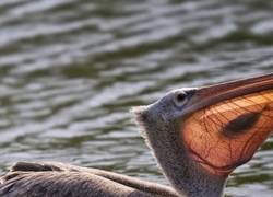 Enlace a Buscando a Nem... Nada, ya da igual...