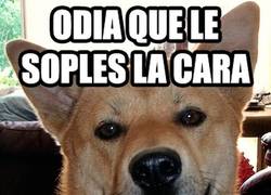 Enlace a Nunca entenderás a tu mascota