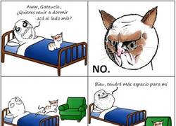 Enlace a Ni el gato me quiere