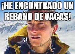 Enlace a ¡He encontrado un rebaño de vacas!