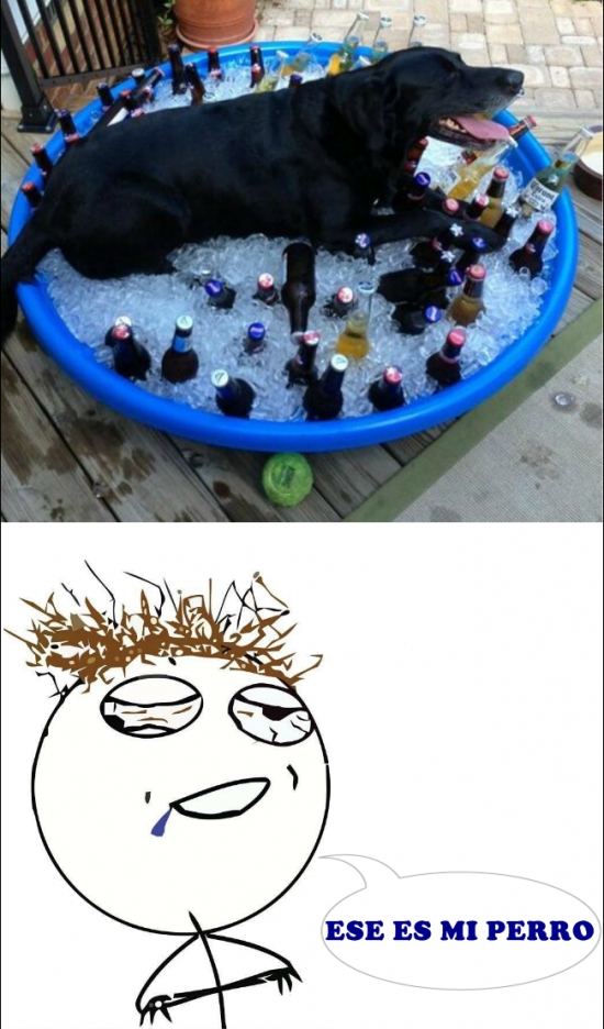 borracho,cerveza,cubitos,cubo,hielo,mascota,perro,rage guy