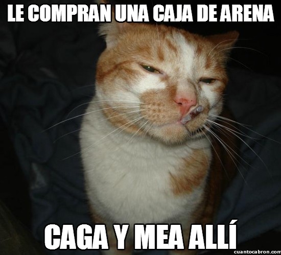 Buen gato,Cagar,Caja de Arena,good cat greg,Good Guy Cat,Mear