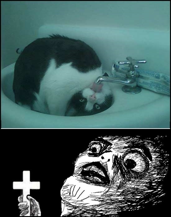 Inglip - Gatos que necesitan un exorcista