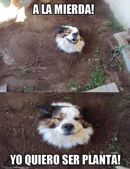 enterrado todo el cuerpo,excepto la cabeza,perro,planta