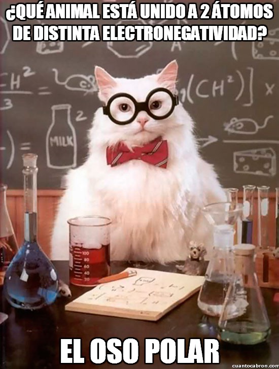 Gato_quimico - ¿Qué animal está unido a 2 átomos de distinta electronegatividad?