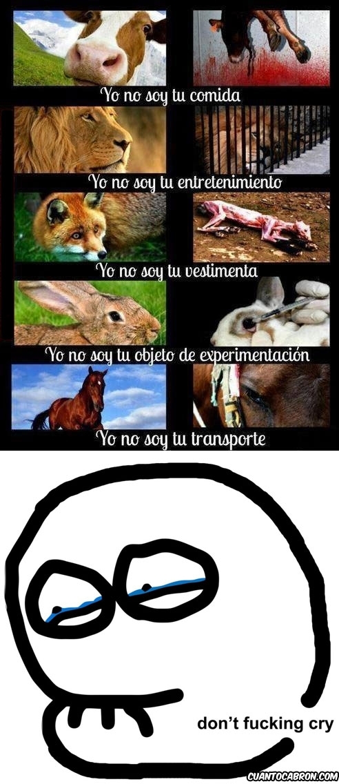 animales,animalistas,don't cry,humanidad,tristeza,vida