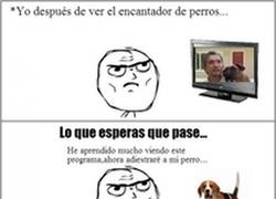 Enlace a Mi futuro como encantador de perros