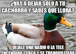 Enlace a Solución para que el perro no llore