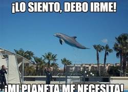 Enlace a Delfinor del planeta cetaceus