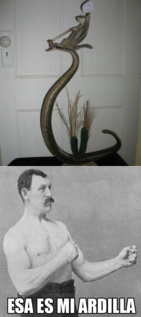 Overly_manly_man - La ardilla de Overly Manly Man