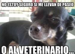 Enlace a Con mis dueños nunca se sabe