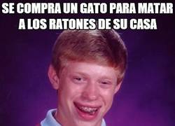 Enlace a La peor elección felina posible