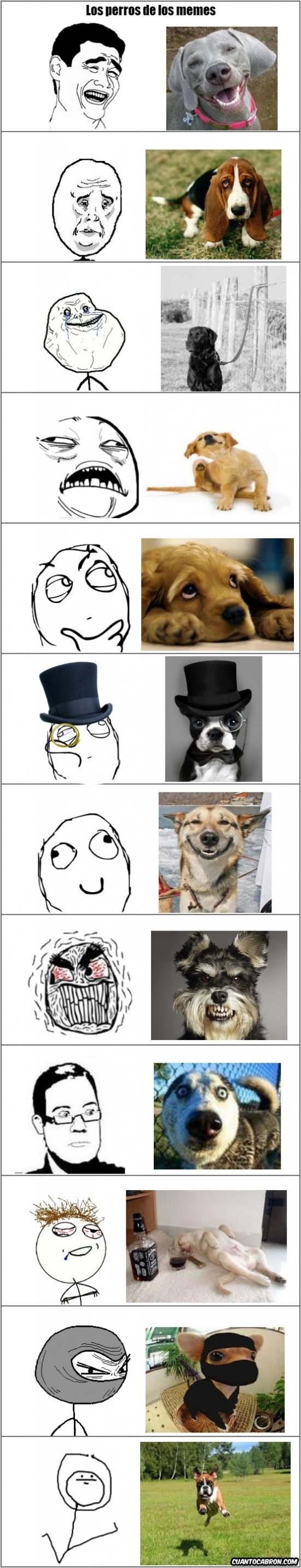 Mix - Memes y sus perros