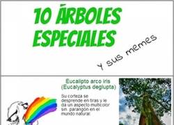 Enlace a 10 árboles especiales y sus memes