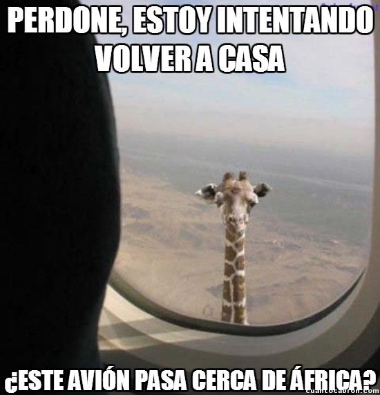 áfrica,avión,foto,intentar volver a casa,jirafa,ventanilla