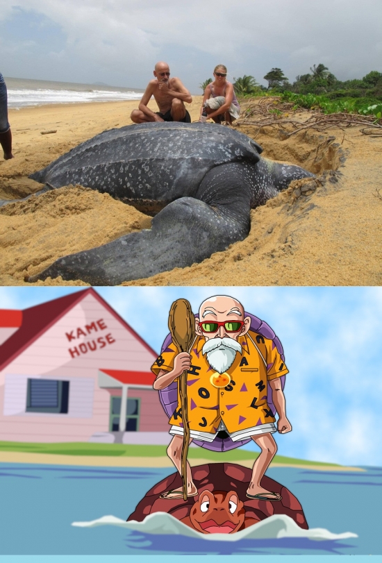Meme_otros - ¿Una tortuga gigante? Esto lo explica todo...